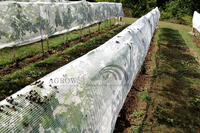 Fruit Zone Anti-insects Netting System