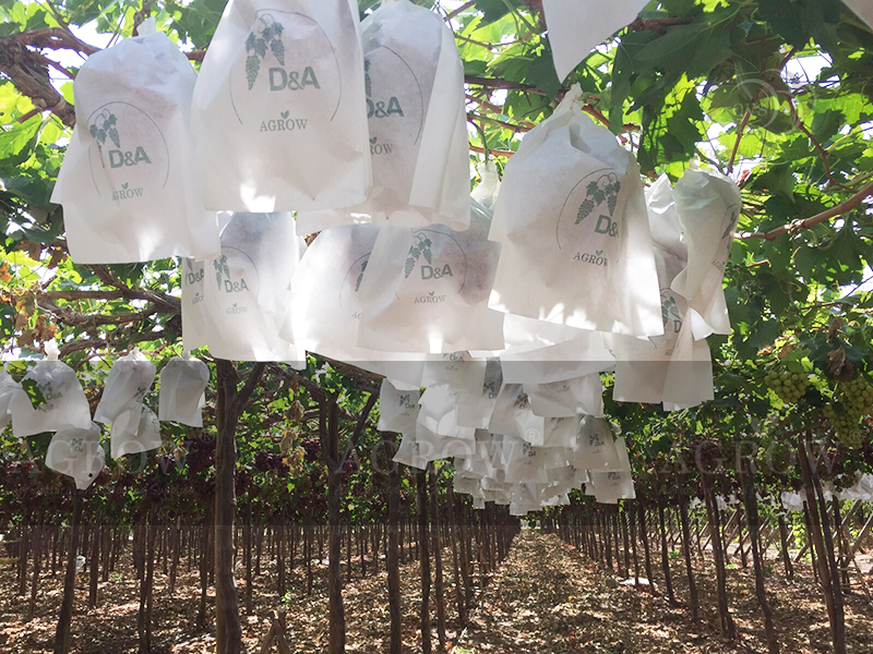 Agrow Grape Bags Peru 2015